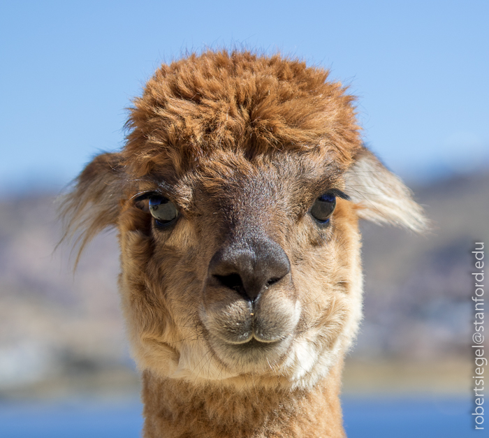 lake titicaca